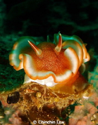 red-margined glossodoris by Chinchin Law 